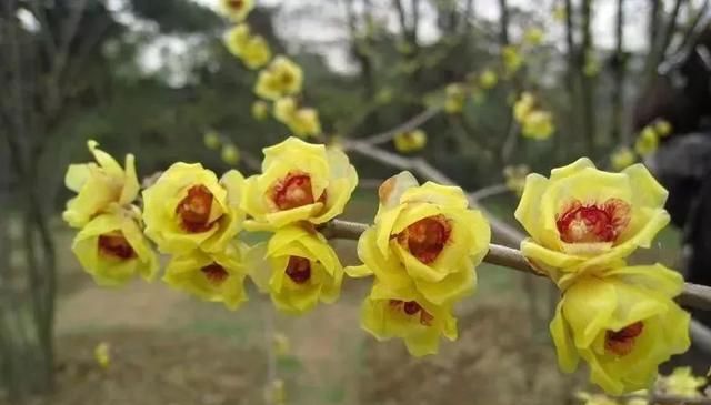 每日一花蜡梅(冬天蜡梅)图17