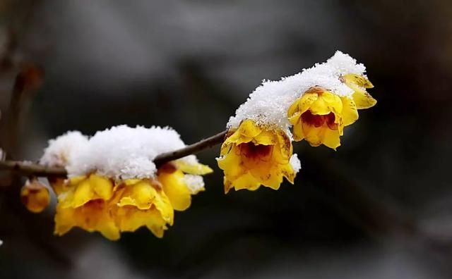 每日一花蜡梅(冬天蜡梅)图20