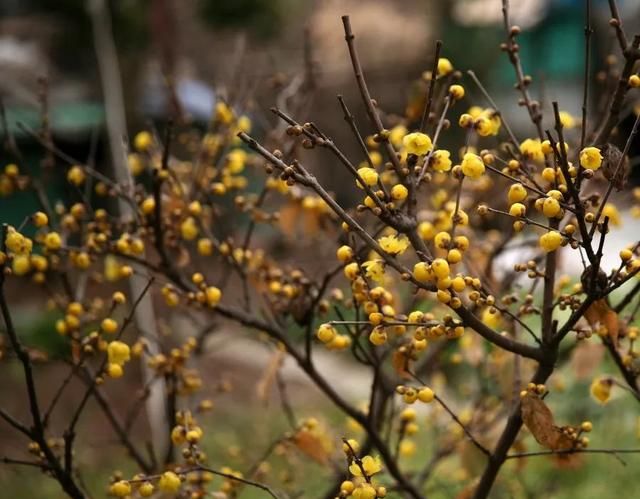 每日一花蜡梅(冬天蜡梅)图22