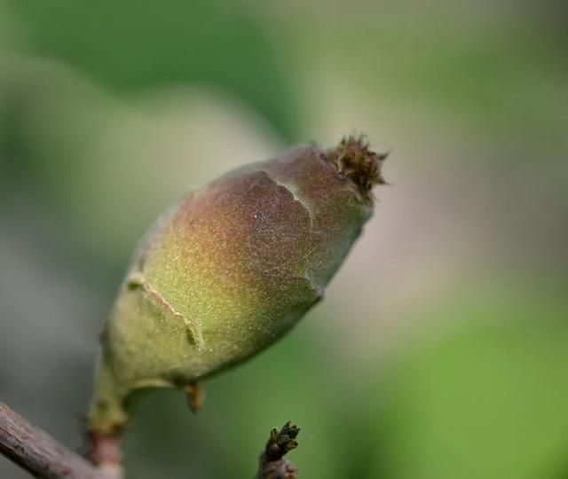 每日一花蜡梅(冬天蜡梅)图27