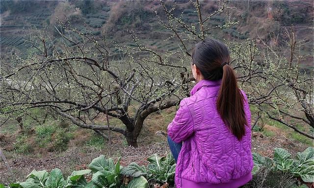 李子树不同阶段的修剪要点,李子树什么时候修剪最合适图2