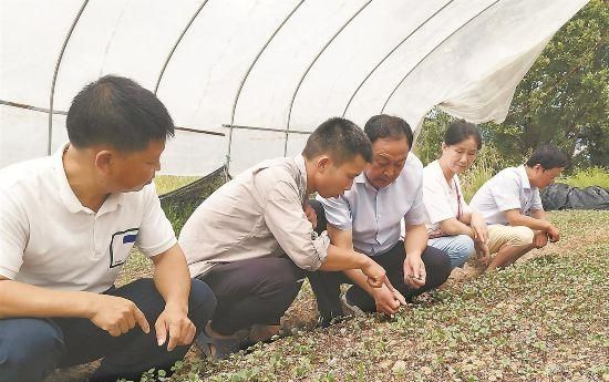 做给农民看 带着农民干——记张其安带领的省农科院蔬菜种质资源与遗传育种团队图1