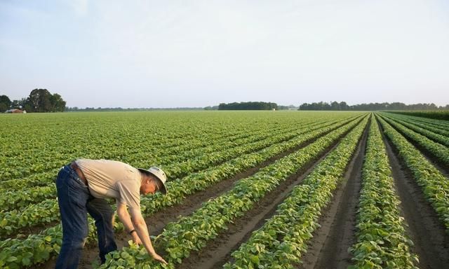 大豆高产种植技术和管理方法(大豆出现落花怎么办)图6