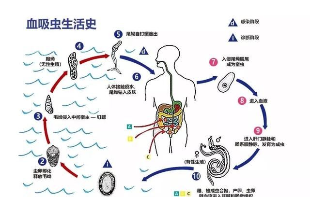 血吸虫病是什么几张图让你认识它图7