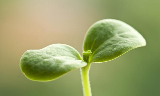 西瓜嫁接方法的优缺点(图文并茂解读西瓜栽培的核心技术)图1