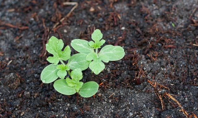 秋茬大棚西瓜种植技术(春茬西瓜如何管理开花多坐果率高)图6