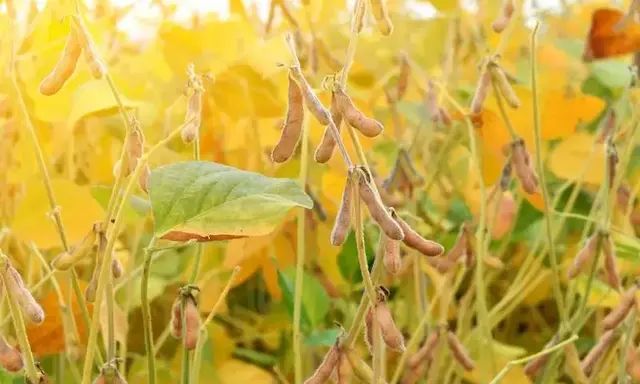 大豆高产种植技术讲座第一讲选择图4