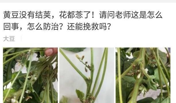 大豆开花少结荚少啥原因图1