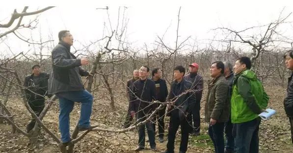 酥梨全年用药方案(酥梨的管理技术)图2