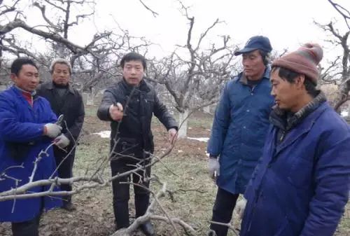 酥梨全年用药方案(酥梨的管理技术)图6