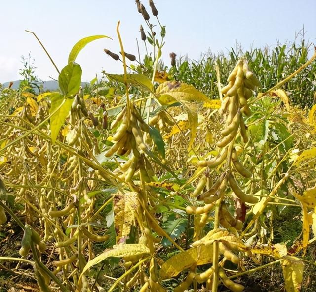 如何种植大豆,如何有效的种植大豆图2