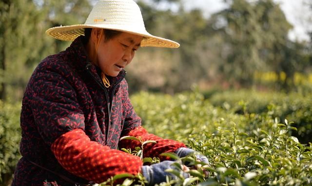 农村适合做什么养殖生意赚钱,农村适合养殖和种植的项目有哪些图1