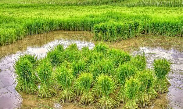 农村适合做什么养殖生意赚钱,农村适合养殖和种植的项目有哪些图3