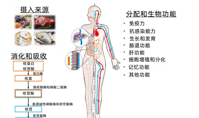 成年人免疫力低下可以吃核苷酸吗图2