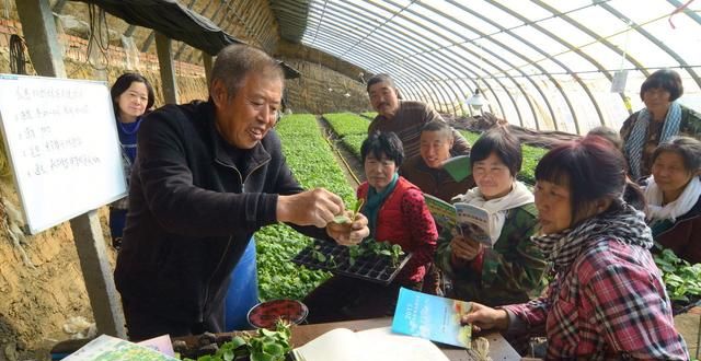 蔬菜嫁接育苗时嫁接后的管理措施图1