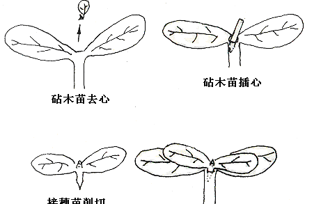 蔬菜嫁接育苗时嫁接后的管理措施图11