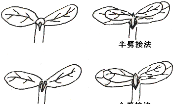 蔬菜嫁接育苗时嫁接后的管理措施图12