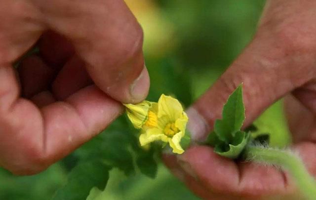 西瓜种植怎么预防裂瓜来学一下图6