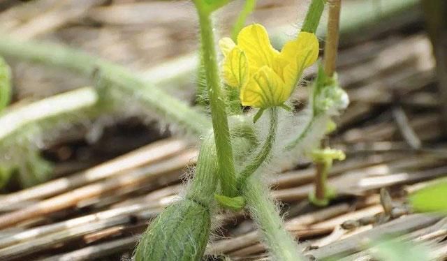 西瓜种植怎么预防裂瓜来学一下图7