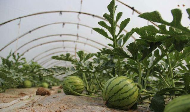 西瓜种植怎么预防裂瓜来学一下图14