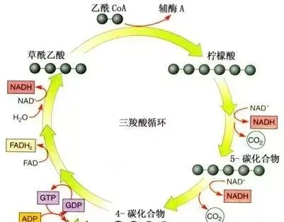 影响作物根系生长的三大要素(影响作物根系健康的三大要素)图9