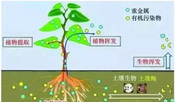 影响作物根系生长的三大要素(影响作物根系健康的三大要素)图12