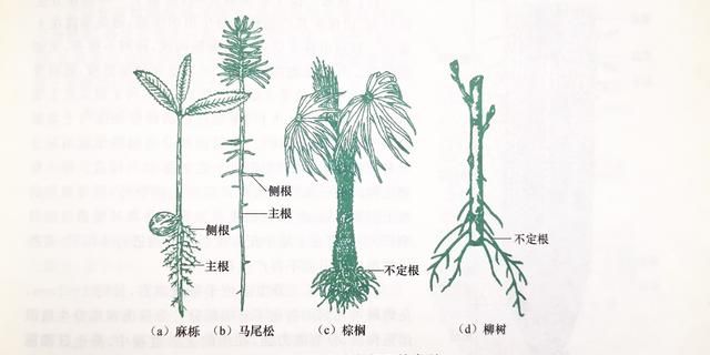 根的形态发生与类型图2