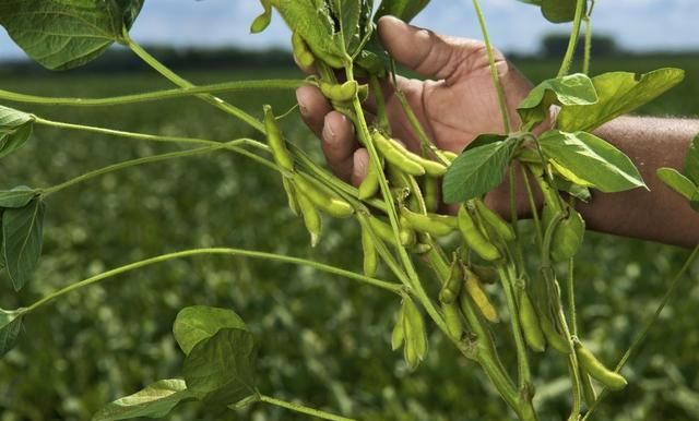 种植大豆再种植其它农作物会增产的原因图3