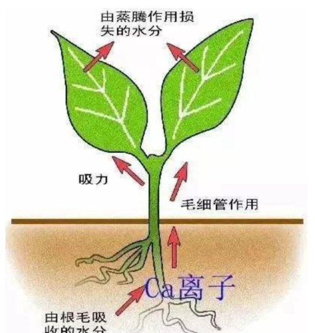 钙肥与钙镁肥区别图3