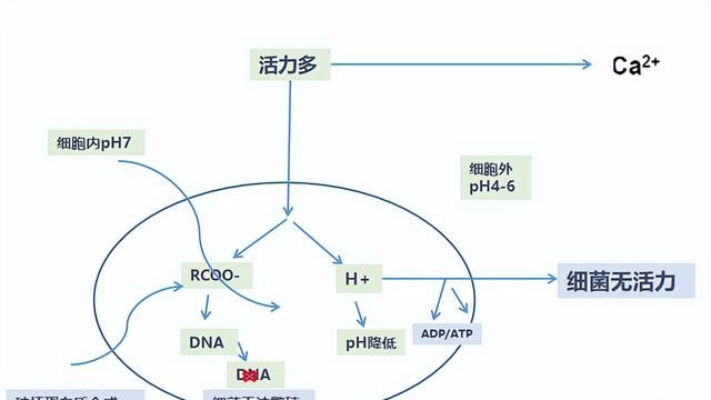 什么时候喂蛋鸡的蛋白质饲料(如何配蛋鸡的产蛋率70%的饲料)图6