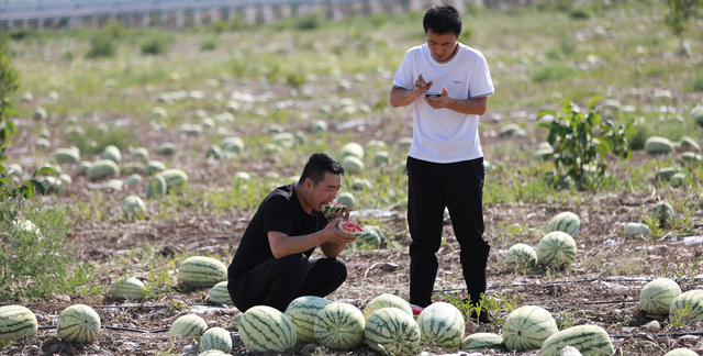 沙漠里的西瓜有多大危害(沙漠西瓜为什么被叫停)图1