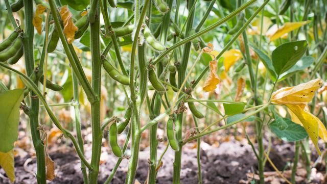 春大豆栽培技术要点,大豆种植技术如何高产图3