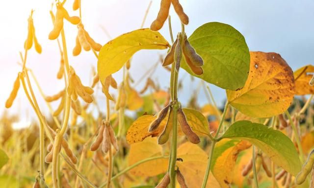 春大豆栽培技术要点,大豆种植技术如何高产图8