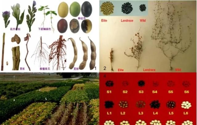 大豆种业最新消息(大豆期货价格与农民种出来的区别)图7