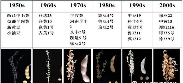 大豆种业最新消息(大豆期货价格与农民种出来的区别)图8