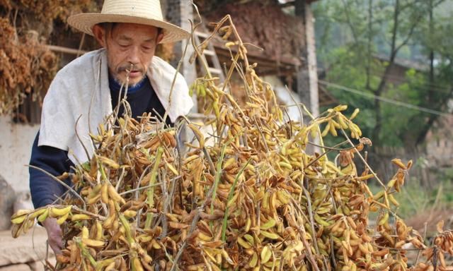 大豆开花不结荚的原因及预防措施图12