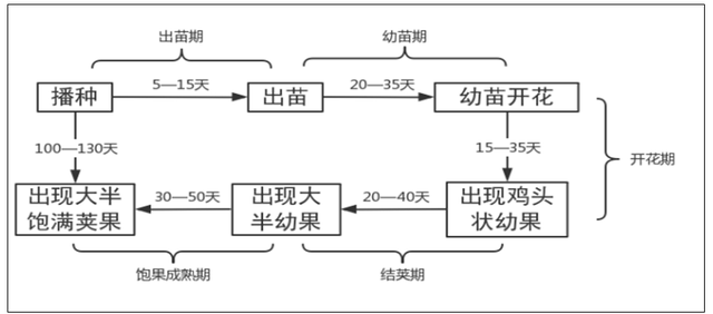 花生基本特性,华育1号花生的特征特性图4