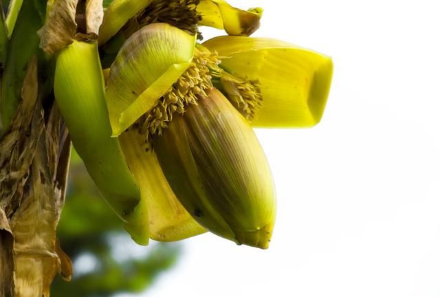 香蕉种植与管理病虫害防治(香蕉栽种及病虫防治)图5