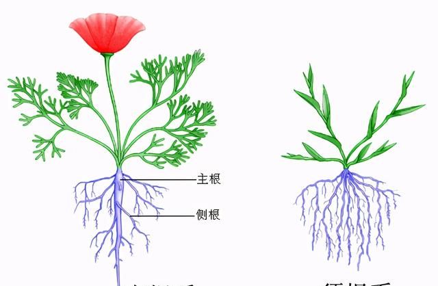 冬季怎么识别野山药的根图1