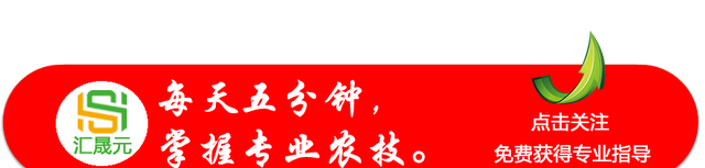 紫藤怎么繁殖了解这四种繁殖方法图1