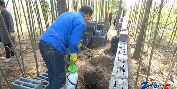 天气热白蚁出来,雷雨天白蚁高发期提示图3