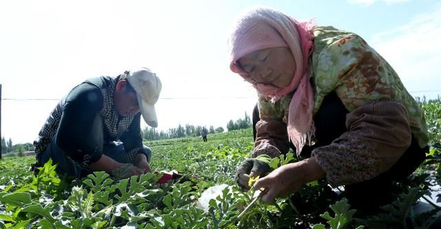 西瓜嫁接种植后期管理方法(西瓜嫁接育苗技术与管理方法)图1