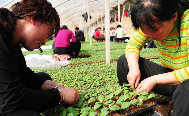 西瓜嫁接种植后期管理方法(西瓜嫁接育苗技术与管理方法)图3