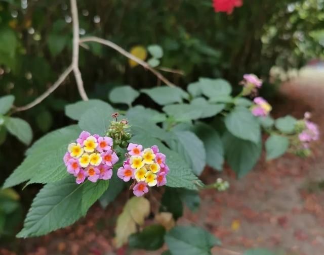 夏天来了,令人讨厌的蚊子也随着一起回来了图11