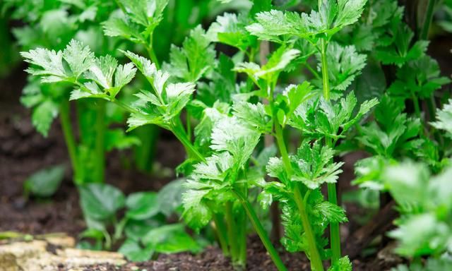 冬天适合种植什么蔬菜香芹图1