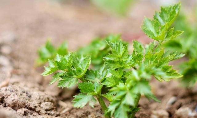 冬天适合种植什么蔬菜香芹图4