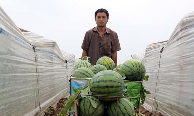 西瓜怎么种植才又大又甜图2