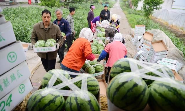 西瓜怎么种植才又大又甜图3