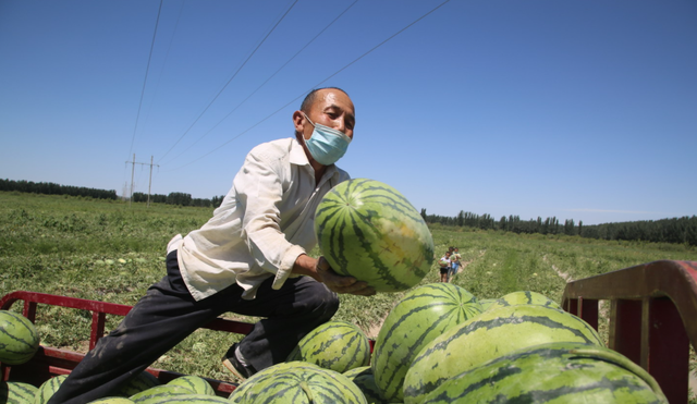 西瓜怎么种植才又大又甜图14