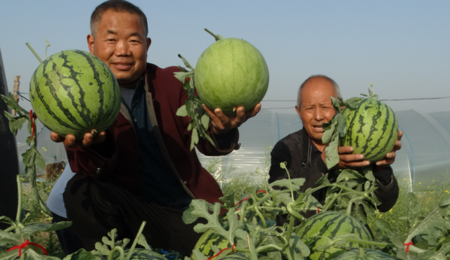 西瓜怎么种植才又大又甜图15